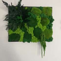 Obraz z Mchem Chrobotkiem i Roślinami - Wymiary 52x42 cm