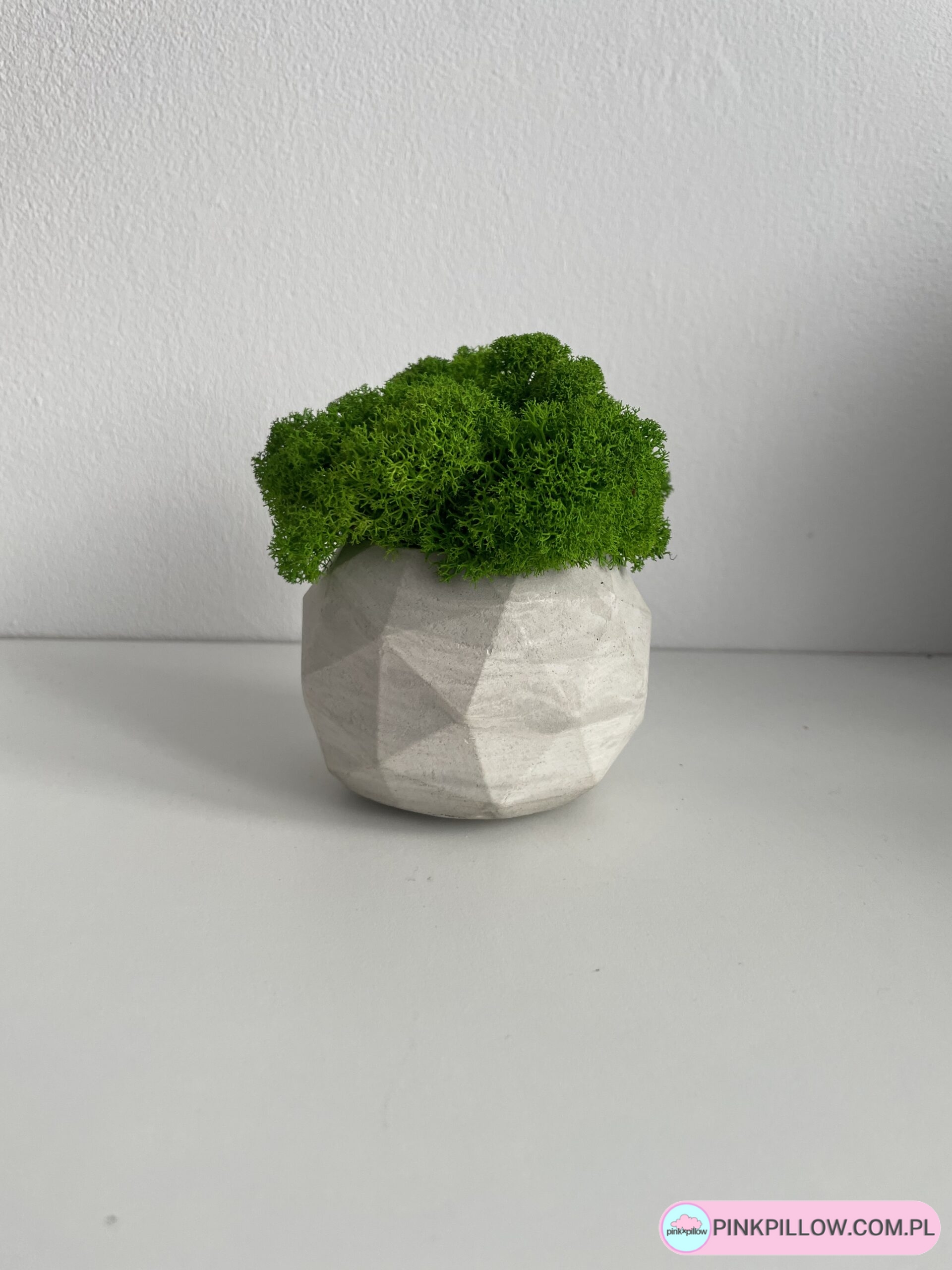 Mech chrobotek w Doniczce betonowej - obrazek 2