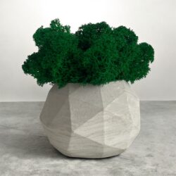 Mech chrobotek w Doniczce betonowej - Kolor Surowy beton