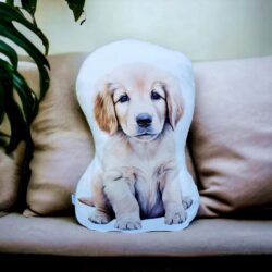 Poduszka Golden Retriever pluszowy