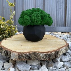 Czarna betonowa Doniczka z Chrobotkiem